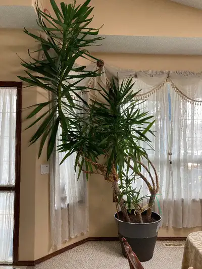 EXTRA TALL SUPERB 12 FEET YUCCA PLANT TREE - PICKUP, View more