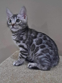 Purebred Registered  Silver Bengal Kittens