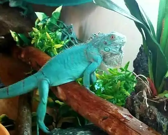 WE HAVE A HUGE SELECTION OF REPTILES & AMPHIBIANS in Reptiles & Amphibians for Rehoming in Muskoka - Image 2