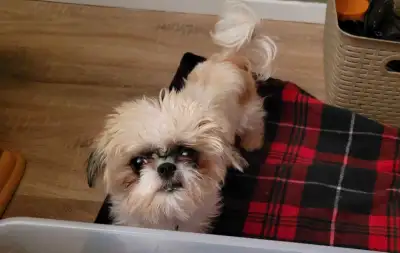 famille d accueil pour Shih-Tzu, View more