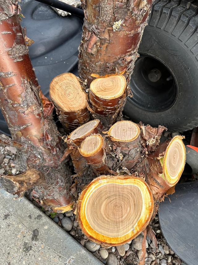 Hard Wood Stumps for sale in Other in Strathcona County