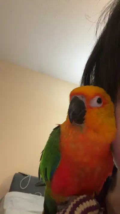 Hello. This is Austin. He’s born in 2022, not sure what month and day. He’s the kind of bird to be a...