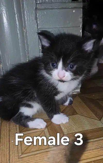 Adorable Kitten, View more