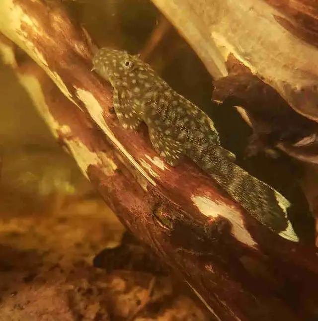 Bristle Nose Plecos in Fish for Rehoming in Kitchener / Waterloo - Image 2