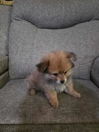 Chihuahua x Pumeranian Mixed, View more