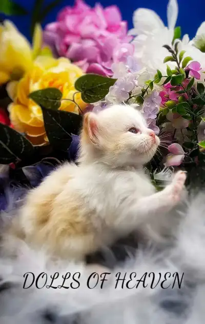 Registered Ragdoll Kittens, View more