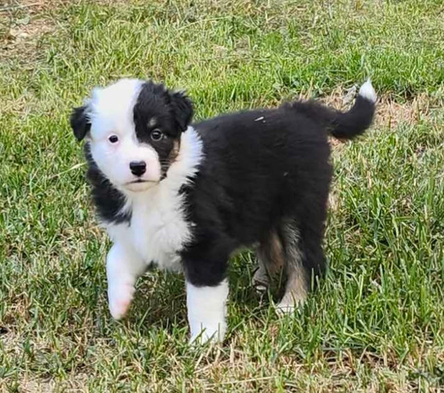 berger australien dans Chiens et chiots à adopter  à Ville de Québec