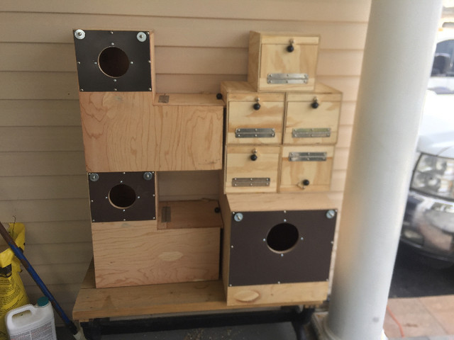 Custom Nest Boxes in Birds for Rehoming in Oshawa / Durham Region - Image 4