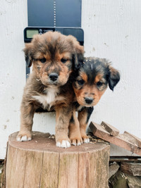 Bernese x border collie puppies 