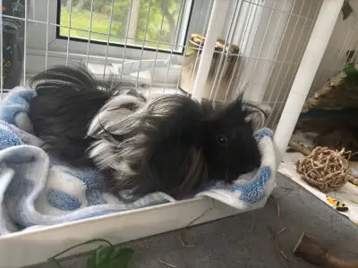 2 male very friendly guinea pigs the reason I have to get rid of them is because my landlord is kick...
