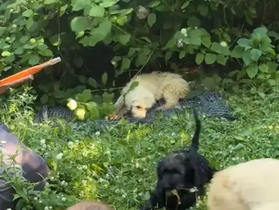 Golden doodle puppies for sale, View more