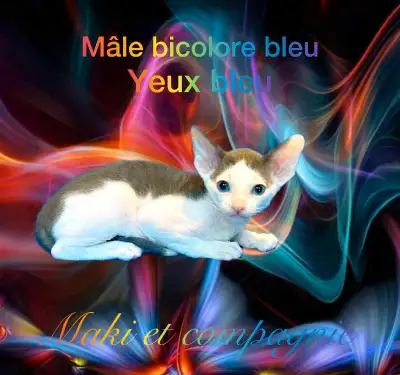 Chatons rex Cornish pur race. Nous sommes un élevage familiales, nos petits grandissent dans un envi...