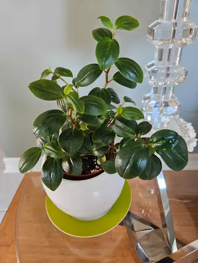 Peperomia Glabella plant, View more