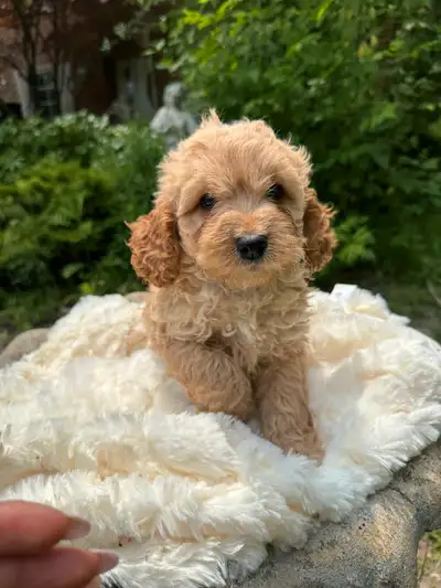 TWO MORE BOYS READY TO GO We have a beautiful litter of mini cockapoo puppies ready for their new ho...