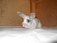Baby female bunny- Juno
