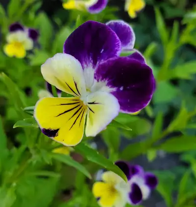 Fresh viola flowers for decorating food/cocktails etc., View more