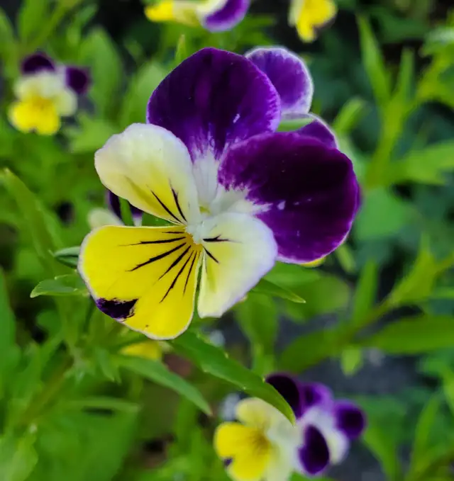 Fresh viola flowers for decorating food/cocktails etc. in Plants, Fertilizer & Soil in Mississauga / Peel Region - Image 2