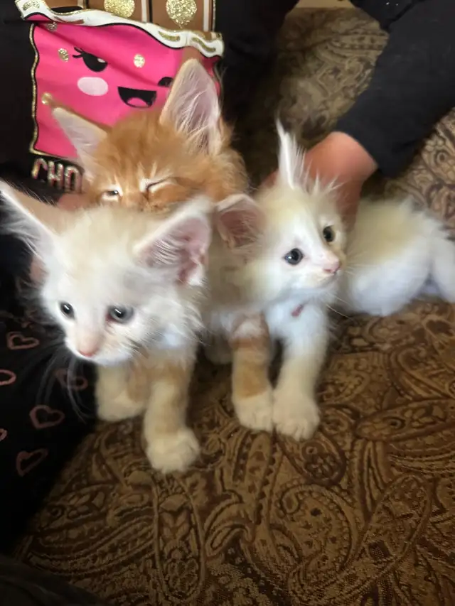 Maine Coon Kittens in Cats & Kittens for Rehoming in Pembroke - Image 4