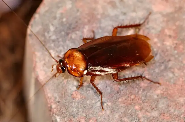 AFFORDABLE 24/7 PEST CONTROL!565170169038120966