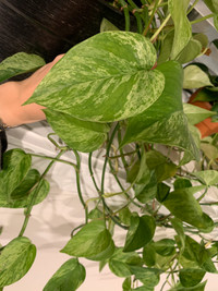 Pothos “Marble Queen” Leaf Clippings