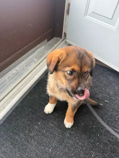 Fully Vaccinated Female Shepsky For Sale, View more