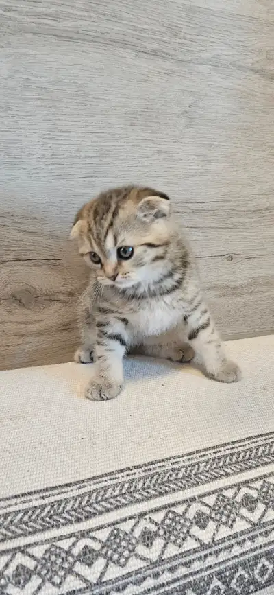 Notre magnefique mama scottish staight nous apporter 4 magnifiques bébés chatons(1 femelle Straight,...