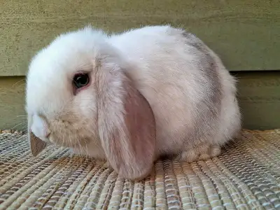 Chocolate VM Magpie Holland Lop baby, View more