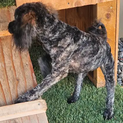 TOY Poodle, 2 years  old. GORGEOUS ! Fixed, View more