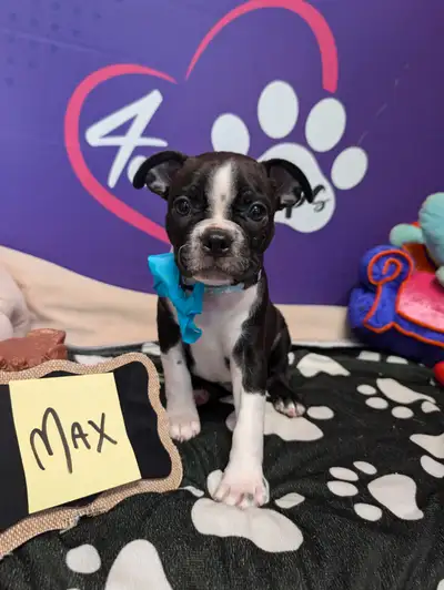 Pure Boston terrier ready to be re-home, View more