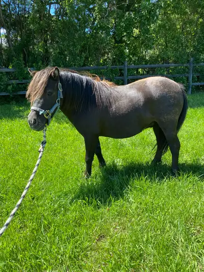Cute Halter broke pony gelding, View more