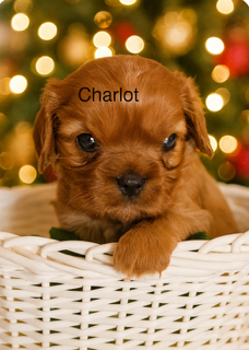 Cavalier King Charles enregistré māle, View more