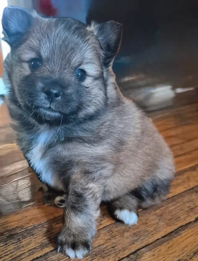 Teddy bear Pomeranian puppies 3 males in Dogs & Puppies for Rehoming in St. Catharines - Image 3