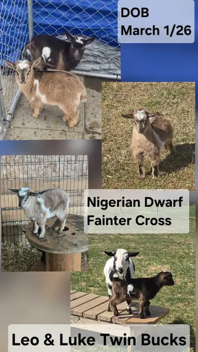 I have 3 Bucklings, 1 Wether, and 1 Doe looking for a new pasture. ❤️ Information for each on photos...