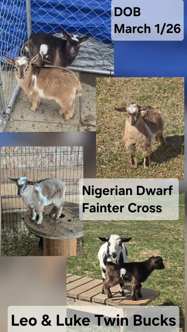 Nigerian Dwarf Goats For Sale in Livestock in Lethbridge - Image 2