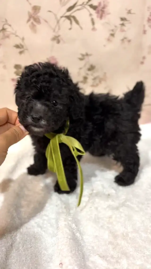 CKC registered gray/silver tiny toy poodle in Dogs & Puppies for Rehoming in Markham / York Region - Image 6
