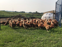 Laying Hens 2-yrs-old for sale