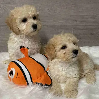 Bichonpoo puppies , View more