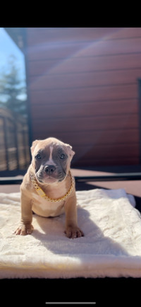 American bully dog puppies available 