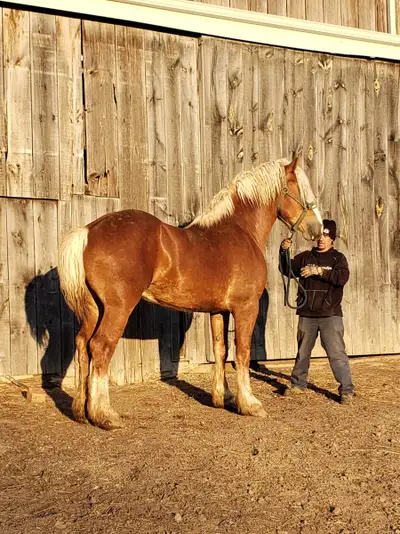 Registered/Proven Belgian Stallion, View more