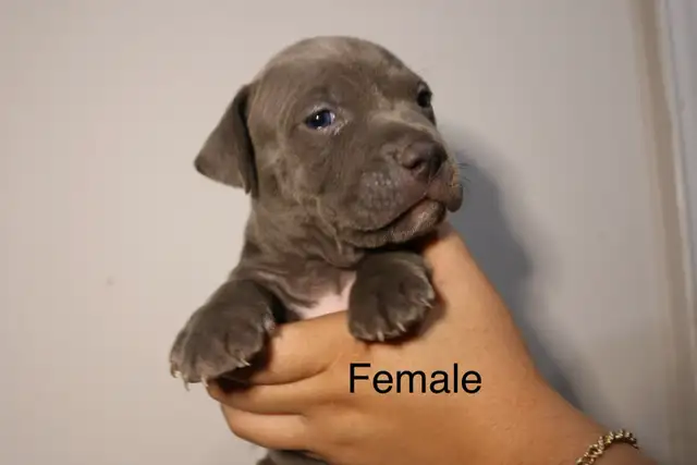 PUPPIES FOR SALE - TORONTO ON in Dogs & Puppies for Rehoming in City of Toronto - Image 5