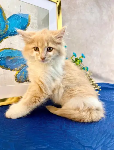 Maine Coon - Pride and Joy of the New Home, View more