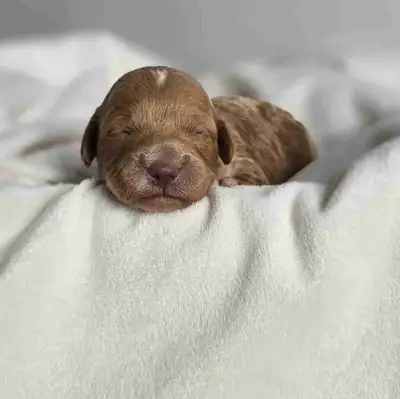 F1b Mini Goldendoodle , View more