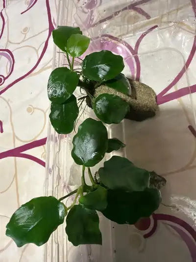 Anubias aquatic plant , View more