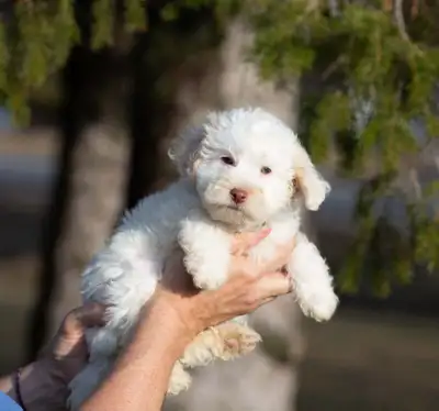 2 mini whoodle puppies available, View more