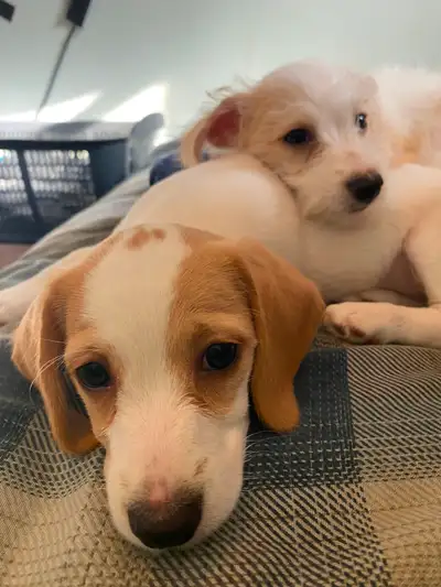 2 female puppies for sale, View more