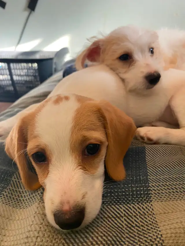 2 female puppies for sale in Dogs & Puppies for Rehoming in City of Toronto - Image 2