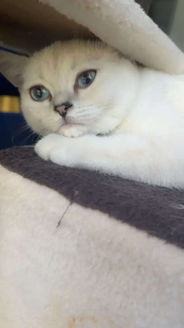 cat for sale Male British Shorthair in Cats & Kittens for Rehoming in Delta/Surrey/Langley - Image 5