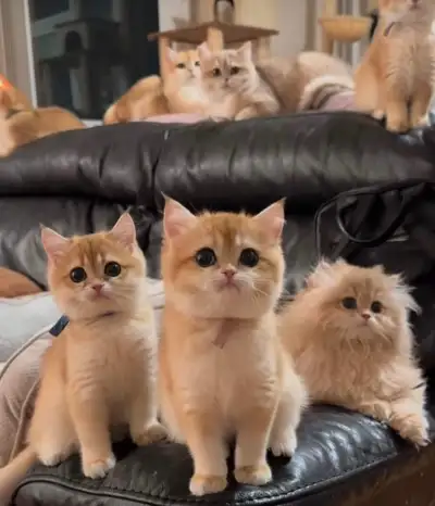 BRITISH short/longhair black/blue/point GOLDEN chinchillas , View more