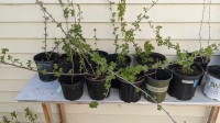 Red current/gooseberry plants