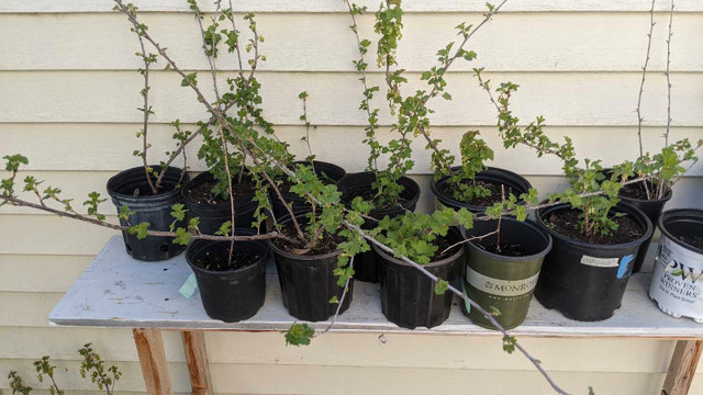 gooseberry plants in Plants, Fertilizer & Soil in Kitchener / Waterloo
